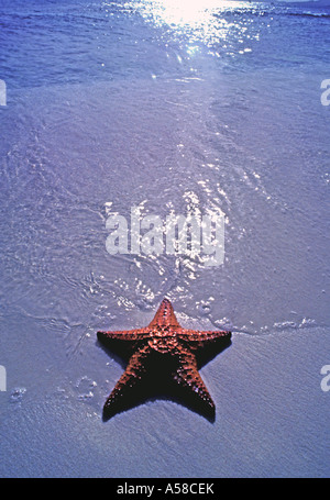 Starfish deserted beach islands summer tropics Foto Stock