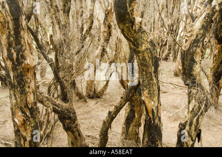 Di latifoglie albero Paperbark (Melaleuca quinquenervia) canneto, Bunbury Wetland, Australia occidentale Foto Stock