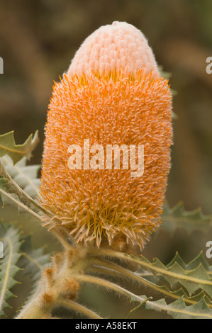 Lanosi arancione (Banksia Banksia victoriae) infiorescenza pianta coltivata Merdoch Perth Western Australia Gennaio 2007 Foto Stock