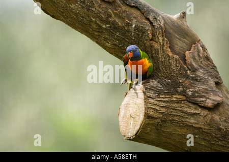 Rainbow Lorikeet (Trichoglossus) captive, autocarro Loft, Jurong, BirdPark, Singapore Foto Stock