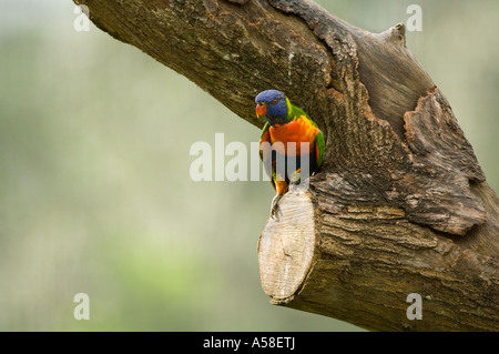 Rainbow Lorikeet (Trichoglossus haematodus) appollaiato sul tronco di albero walk-in voliera Lory Loft Jurong BirdPark Singapore Foto Stock