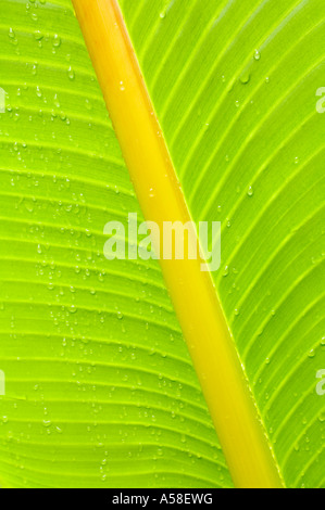 Banana (Musa sp.) close-up di foglia nella pioggia, Singapore Foto Stock