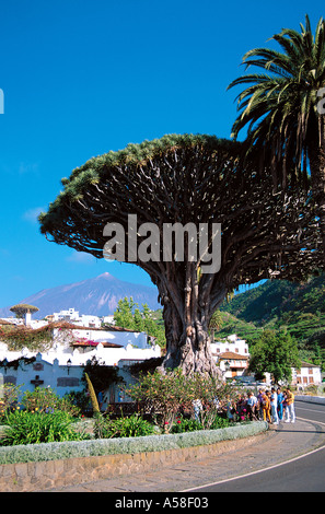 La Laguna, Dragon Tree Foto Stock