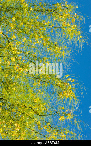 Gerusalemme thorn (Parkinsonia aculeata) fioritura nella riserva naturale del Parque Natural Costanera su Buenos Aires Argentina Foto Stock