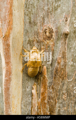 Cicala (Cicadoidea sp.), exuvium nymphal vuoto caso sul tronco di eucalipto, Queensland, Australia Foto Stock