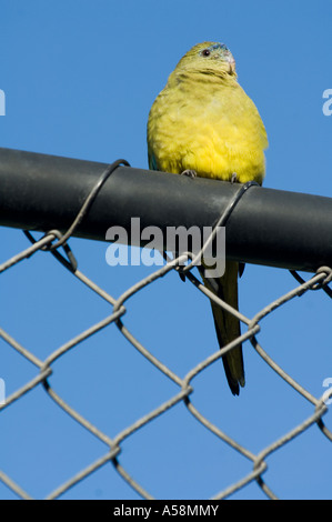 Rock Parrot (Neophema petrophila) adulto, appollaiato sulla recinzione, l'Isola di Rottnest, Australia occidentale Foto Stock