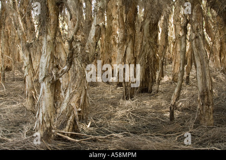 Paperbark canneto (Melaleuca quinquenervia) Myrtaceae, Pastore Lago, Australia occidentale Foto Stock