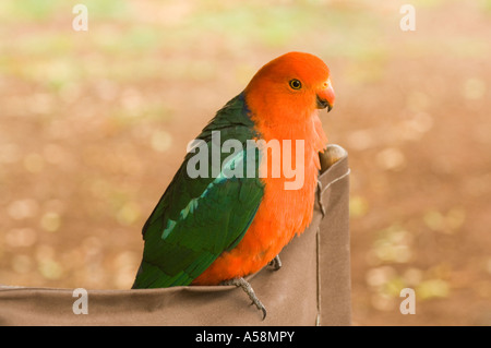 Re maschio parrot (Alisterus scapulais) O'Reilly Parco Nazionale Lamington Queensland Australia Foto Stock