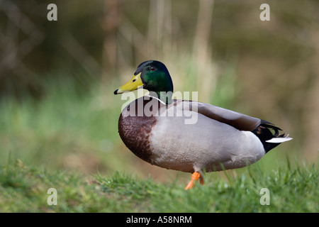Maschio di Germano Reale Anas platyrhynchos in piedi in erba da pond cercando alert potton bedfordshire Foto Stock
