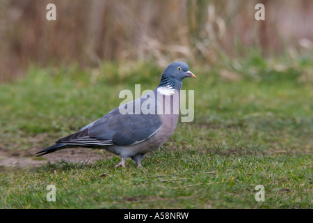 Woodpigeon Columba palumbus stando a terra cercando alert potton bedfordshire Foto Stock