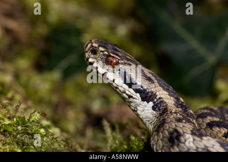 Il sommatore Vipera berus close up della testa cercando di alert su moss registro coperto leicestershire Foto Stock