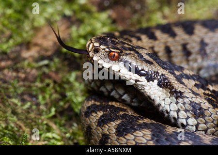 Il sommatore Vipera berus close up di testa con la lingua di fuori e cercando di alert su moss registro coperto leicestershire Foto Stock