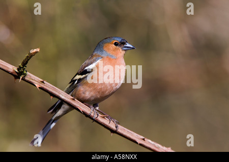 Maschio di fringuello Fringilla coelebs sat su rovo cercando avviso con bella fuori fuoco sfondo Sandy Bedfordshire Foto Stock