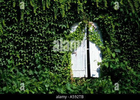 Ivy growing across white shuttered window Lavergne Lot France Foto Stock