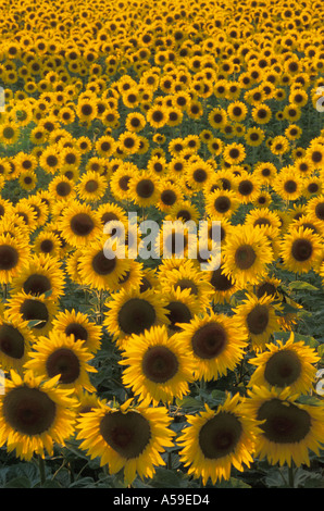 Mare di giallo dei girasoli in Provenza nella luce del tramonto Foto Stock