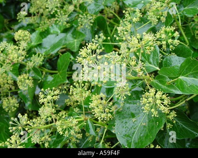Hedera hibernica in fiore Foto Stock