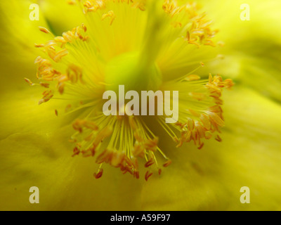 Hypericum Hidcote St Johns Wort rosa di Sharon Foto Stock