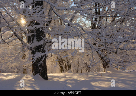 Gli alberi nelle foreste, Foresta Nera, Baden-Württemberg, Germania Foto Stock