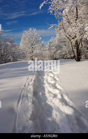 Percorso attraverso la neve, Foresta Nera, Baden-Württemberg, Germania Foto Stock