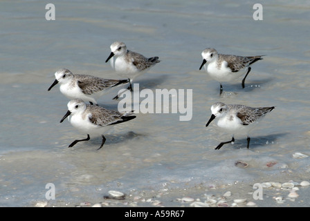 Florida uccelli acquatici sul costante guardare fuori per alimenti Foto Stock