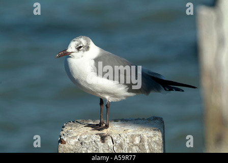 Florida uccelli acquatici sul costante guardare fuori per gli alimenti seagull Foto Stock