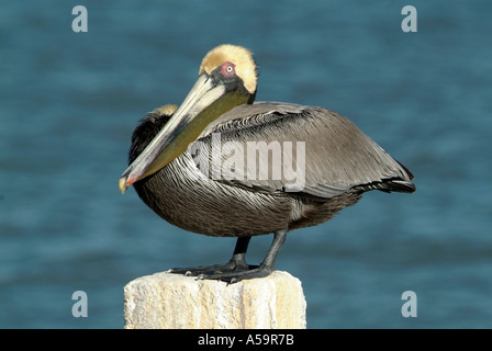Florida uccelli acquatici sul costante guardare fuori per alimenti Foto Stock