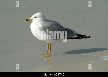 Florida uccelli acquatici sul costante guardare fuori per alimenti Foto Stock
