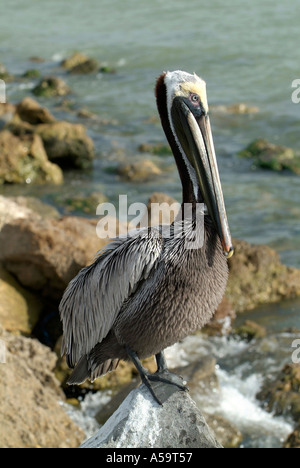 Florida uccelli acquatici sul costante guardare fuori per alimenti Foto Stock