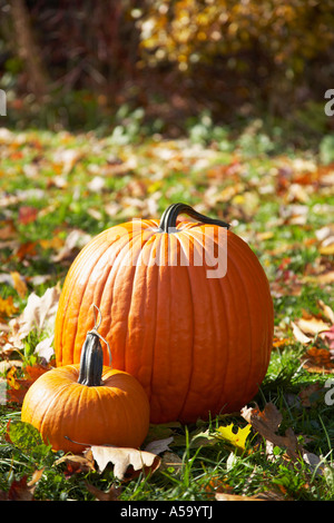 Zucche in campo di autunno Foto Stock