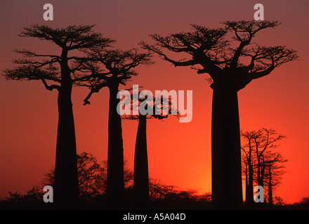 Baobab Adansonia grandidieri al tramonto vicino a Morondava Madagascar Foto Stock