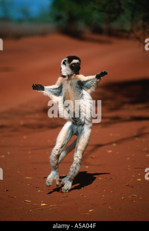 Verreauxs Sifaka Propithecus verreauxi verreauxi Hopping bipedally tutta aperta la distribuzione di massa occidentale del Madagascar Foto Stock