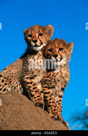 Ghepardo Acinonyx jubatus tre mesi su cubs termite mound distribuzione Africa Medio Oriente Foto Stock