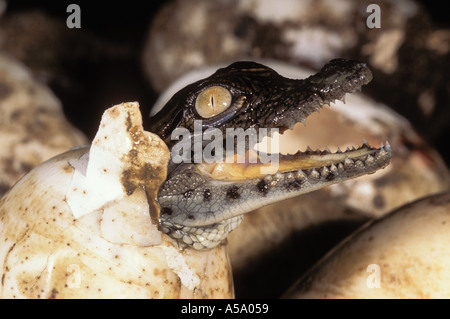 Coccodrillo del Nilo Crocodylus niloticus Neonato Neonati Africa Distribuzione Foto Stock