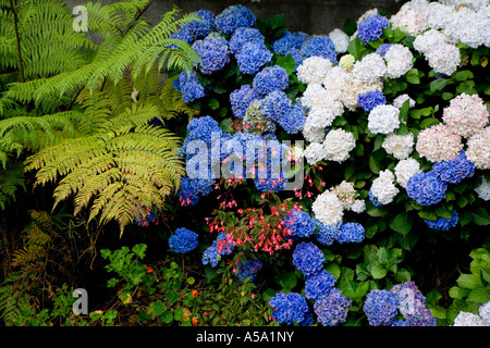 Le Ortensie e la felce - Réunion Foto Stock