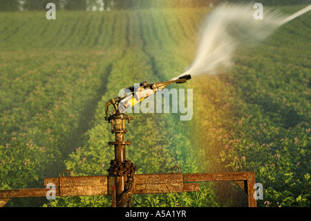 Acqua di irrigazione spruzzato sul raccolto di patate e rainbow formando in spray Foto Stock