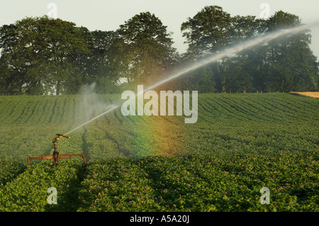 Acqua di irrigazione spruzzato sul raccolto di patate e rainbow formando in spray Foto Stock