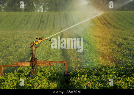 Acqua di irrigazione spruzzato sul raccolto di patate e rainbow formando in spray Foto Stock