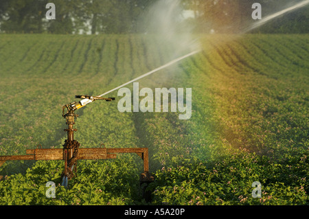 Acqua di irrigazione spruzzato sul raccolto di patate e rainbow formando in spray Foto Stock