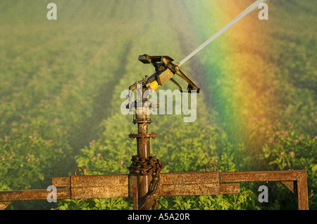 Acqua di irrigazione spruzzato sul raccolto di patate e rainbow formando in spray Foto Stock