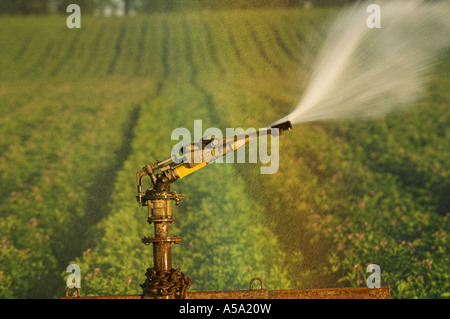 Acqua di irrigazione spruzzato sul raccolto di patate e rainbow formando in spray Foto Stock