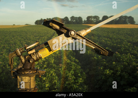 Acqua di irrigazione spruzzato sul raccolto di patate e rainbow formando in spray Foto Stock