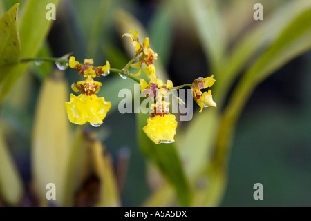 Un'orchidea a Gamboa Rainforest Resort, Repubblica di Panama, America Centrale Foto Stock