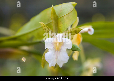 Un'orchidea a Gamboa Rainforest Resort, Repubblica di Panama, America Centrale Foto Stock