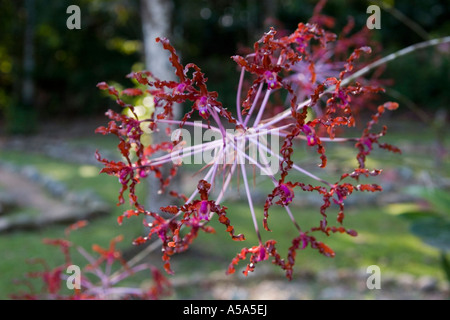 Un'orchidea a Gamboa Rainforest Resort, Repubblica di Panama, America Centrale Foto Stock