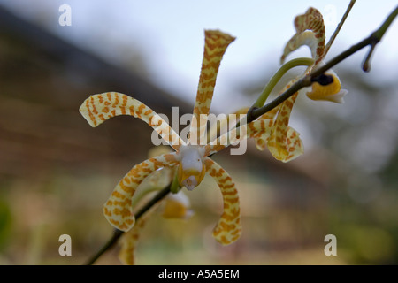 Un'orchidea a Gamboa Rainforest Resort, Repubblica di Panama, America Centrale Foto Stock