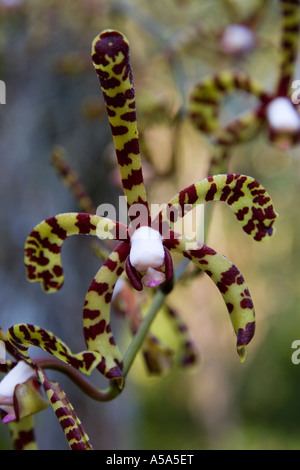 Un'orchidea a Gamboa Rainforest Resort, Repubblica di Panama, America Centrale Foto Stock