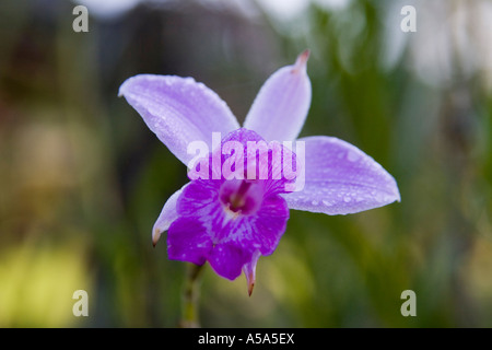 Un'orchidea a Gamboa Rainforest Resort, Gamboa, Repubblica di Panama, America Centrale Foto Stock