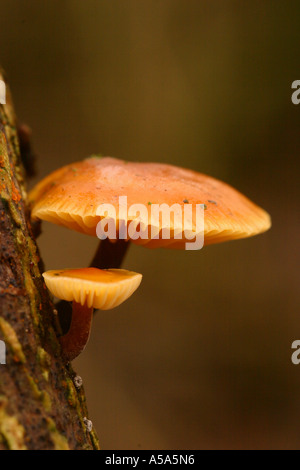 Gambo di velluto Flammulina velutipes cresce su legno morto Foto Stock