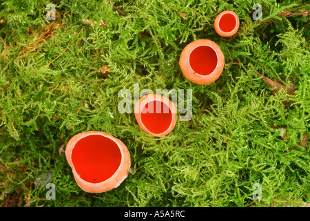 Sarcoscypha austriaca funghi che crescono su legno morto Foto Stock