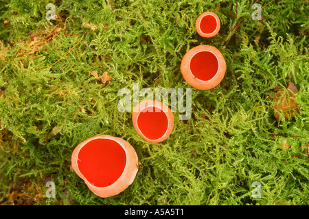 Sarcoscypha austriaca funghi che crescono su legno morto Foto Stock